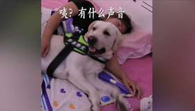 忠于人类的宠物(没有之一)