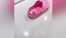 世界上最小的狗狗