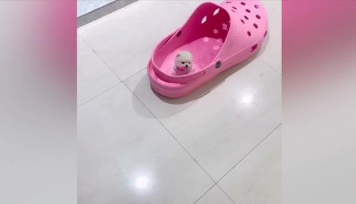 世界上最小的狗狗 商品图0