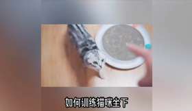 如何教猫咪学会坐下