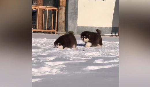 狗狗的脸刹车 商品图0