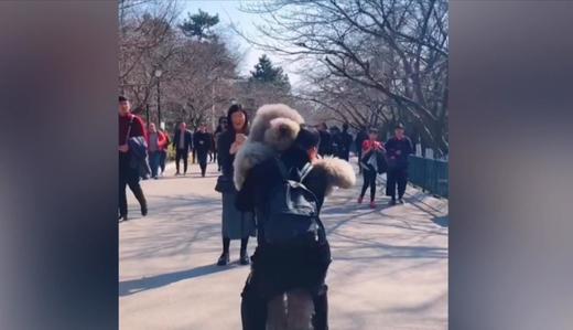 超大贵宾犬 商品图0