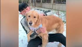 人类最衷心的朋友