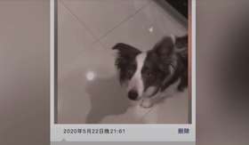 小狗狗你是不是有很多问号