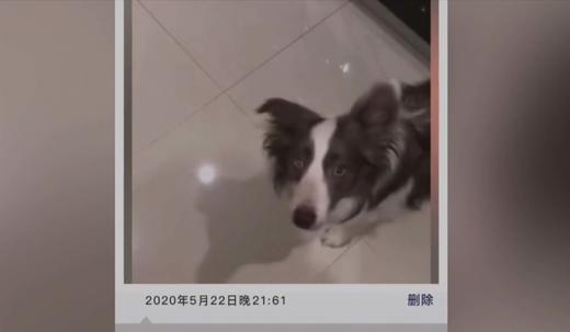 小狗狗你是不是有很多问号 商品图0