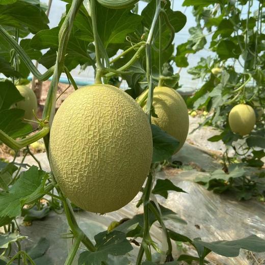 阿依朵至爱哈密瓜 Aido's true love cantaloup 商品图0