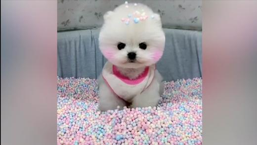 超级可爱的博美 商品图0