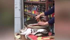 世界上胆子最大的猫咪