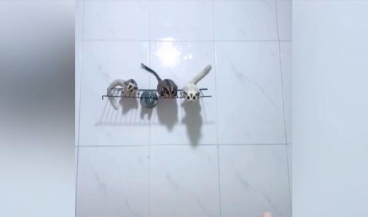 会飞的老鼠 商品图0