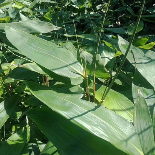 【1袋|粽叶】天然野生粽叶(湿粽叶)1袋 (约50片)【2日内提货】 商品图2