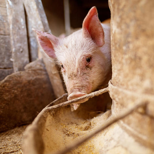 无抗猪前腿肉300g 商品图1