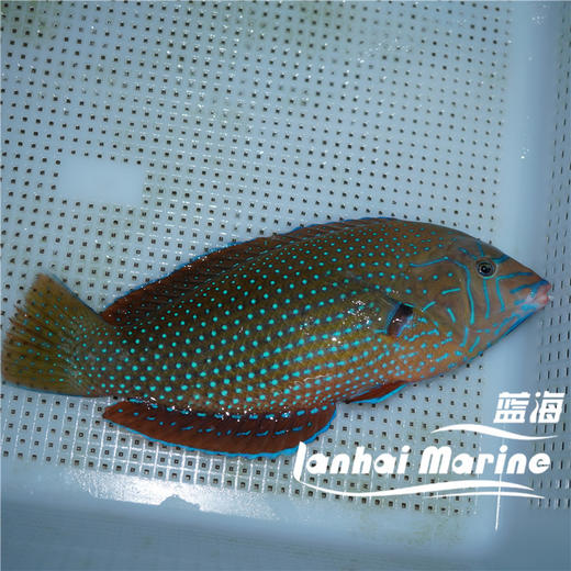 蓝点珍珠龙 商品图1