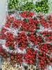 【周四团购】荷兰进口火龙珠一把/59.8元 2人拼团 商品缩略图3
