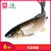 生态草鱼（6.8元/斤） 商品缩略图0