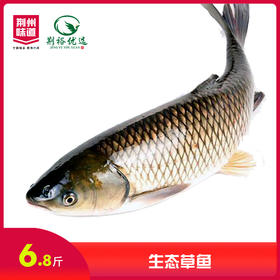 生态草鱼（6.8元/斤）