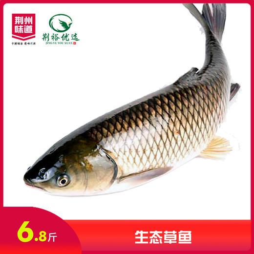 生态草鱼（6.8元/斤） 商品图0