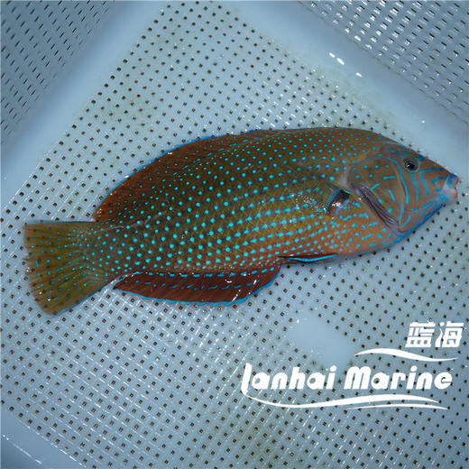 蓝点珍珠龙 商品图2