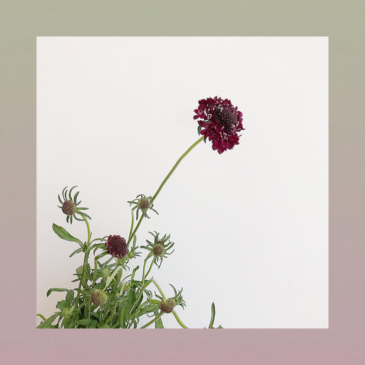 松虫草 商品图0