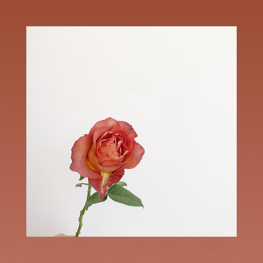 咖啡时间玫瑰 商品图0