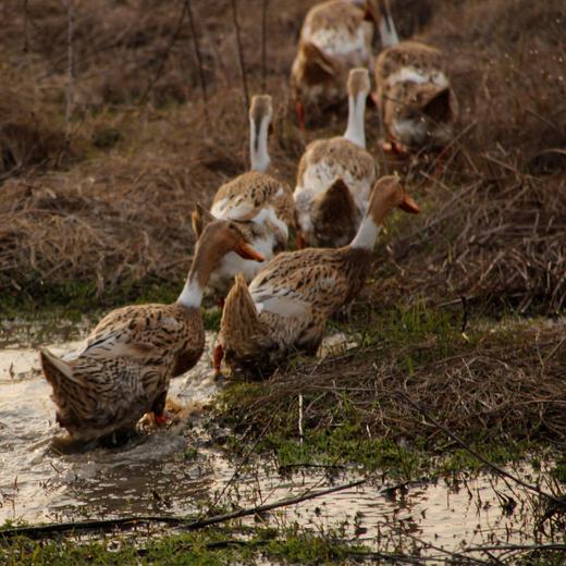 生态咸鸭蛋 （生 非即食 ）| 合作生产 * Eco-salted duck egg | Coproduction 商品图6