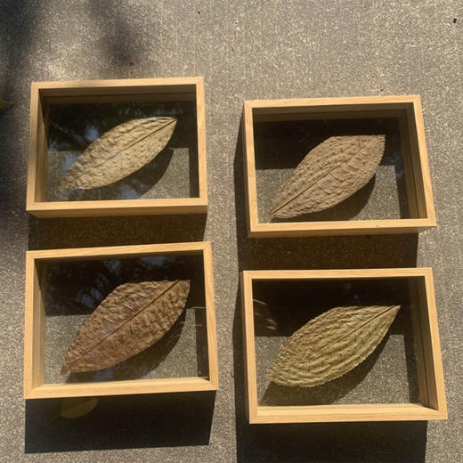 周边云南大叶种茶叶标本