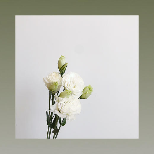 洋桔梗 商品图1