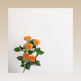 橙色芭比多头玫瑰