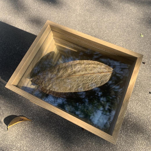 周边云南大叶种茶叶标本