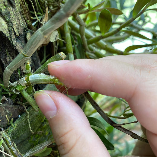 千岛湖高山野生铁皮石斛纯粉铁皮枫斗干花