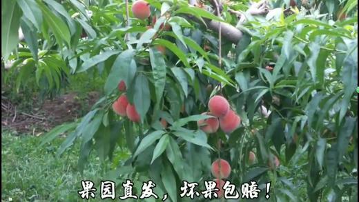 崔爽水蜜桃 商品图0