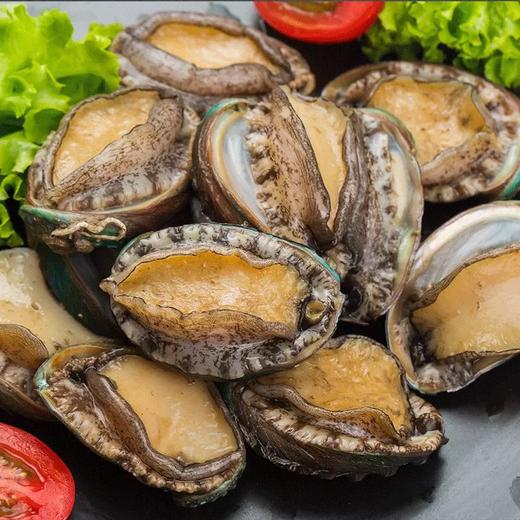 大连鲜活十头鲍鱼 商品图0