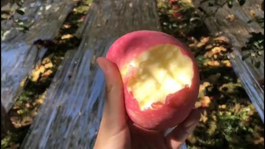 糖心红富士 商品图0