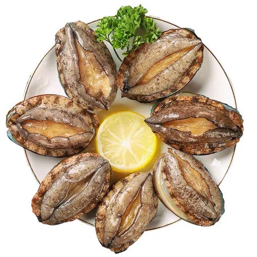 大连鲜活十头鲍鱼 商品图2