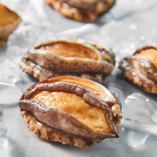 大连鲜活十头鲍鱼 商品图1