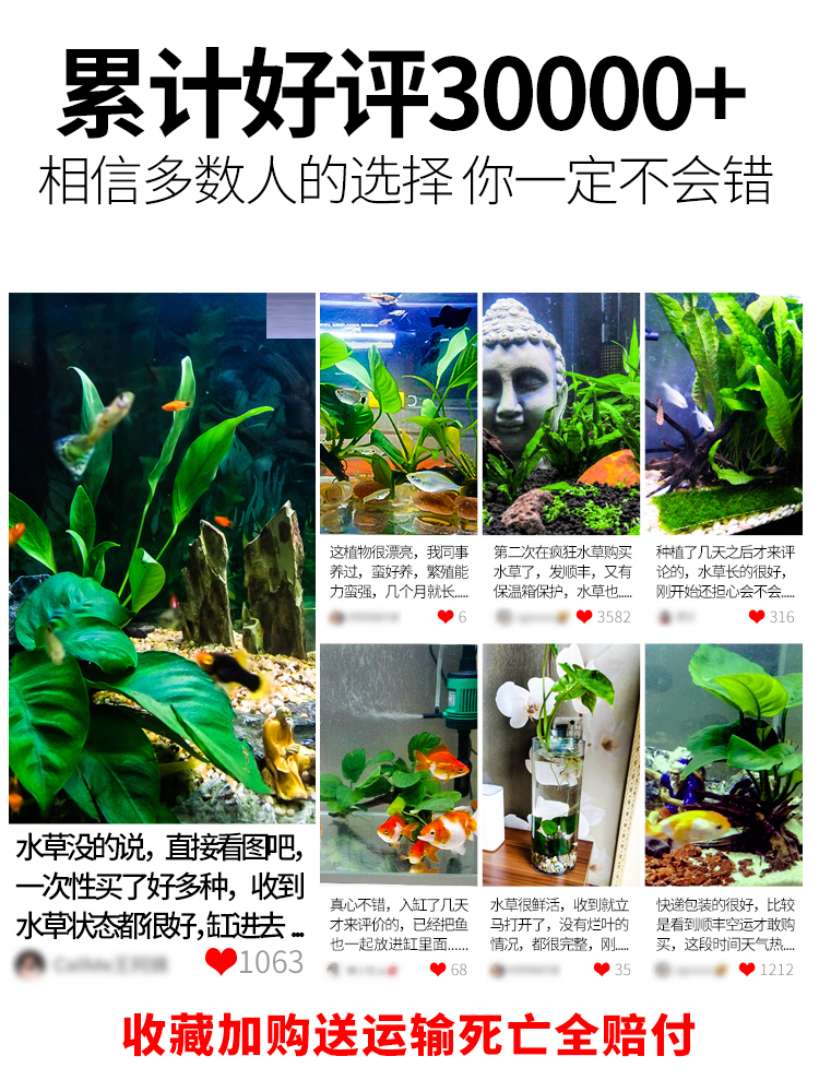 活体水草水草大全鱼缸造景植物绿菊爬地矮珍珠水榕莫斯