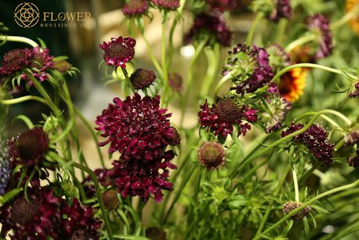 松虫草 商品图0