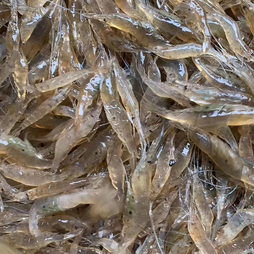 当季野生小白虾 半斤装 1年1季 壳柔肉甜,可以整只带头带壳一起吃