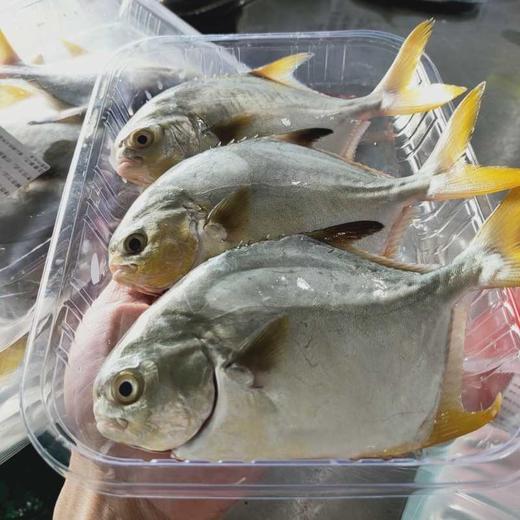 小金鲳鱼也叫金鲳鱼活鱼杀好急冻一斤24条帮杀好去腮去肚后约420g