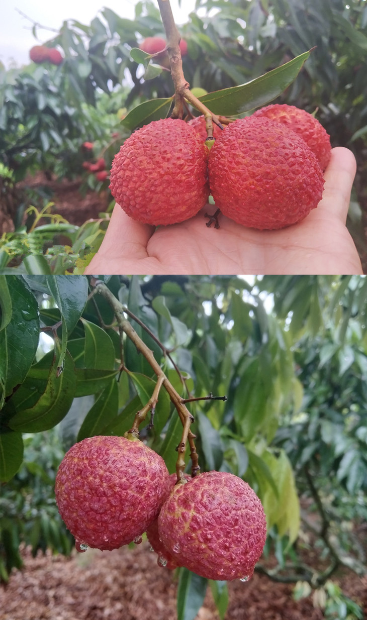 海南无核荔枝 现摘现发鸳鸯红无籽新鲜荔枝3斤装 5斤装