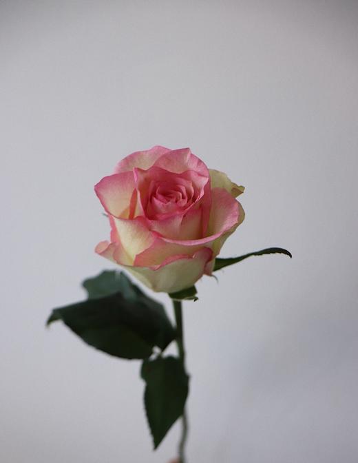 【周四秒杀】爱莎玫瑰15枝49.8元 商品图2