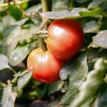 草莓柿子500g 商品图0