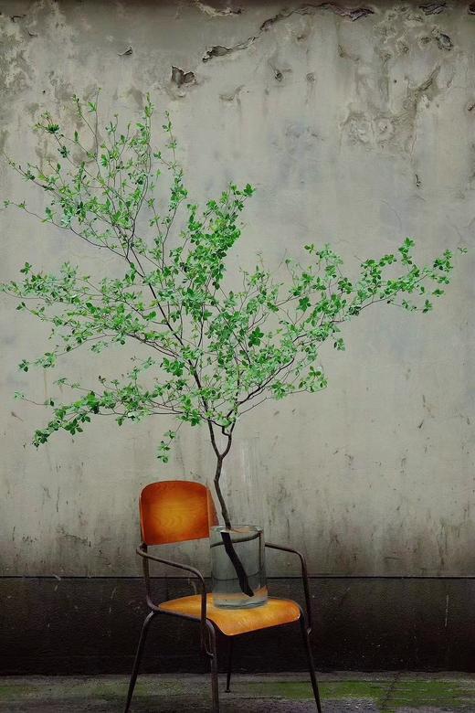 【周四团购】进口日本吊钟（1.5米）280元 商品图0