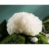新鲜银耳5朵装 商品缩略图2