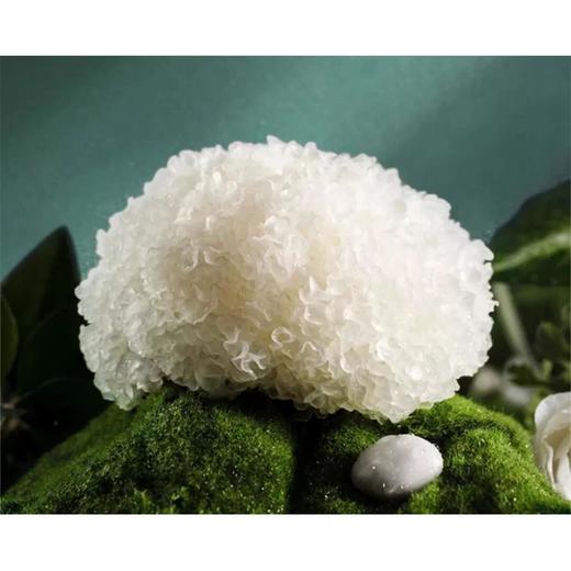 新鲜银耳5朵装 商品图2