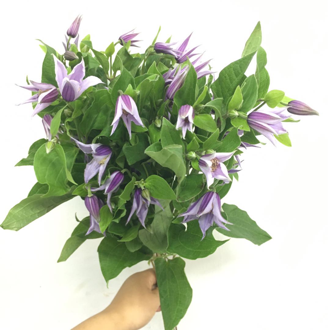 4月1日铁线莲-星河-60cm-10支