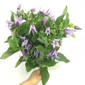 4月1日铁线莲-星河-60cm-10支