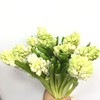 4月2日风信子 白China White 30cm 35+-5支 商品缩略图0