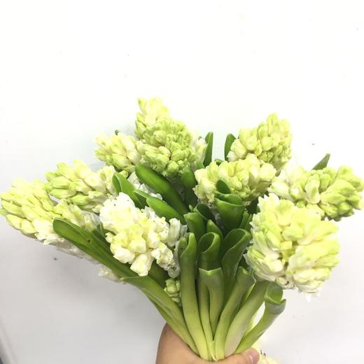 4月2日风信子 白China White 30cm 35+-5支 商品图0