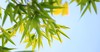 夏至 | 宜养心，去心火。 商品缩略图0