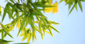 夏至 | 宜养心，去心火。
